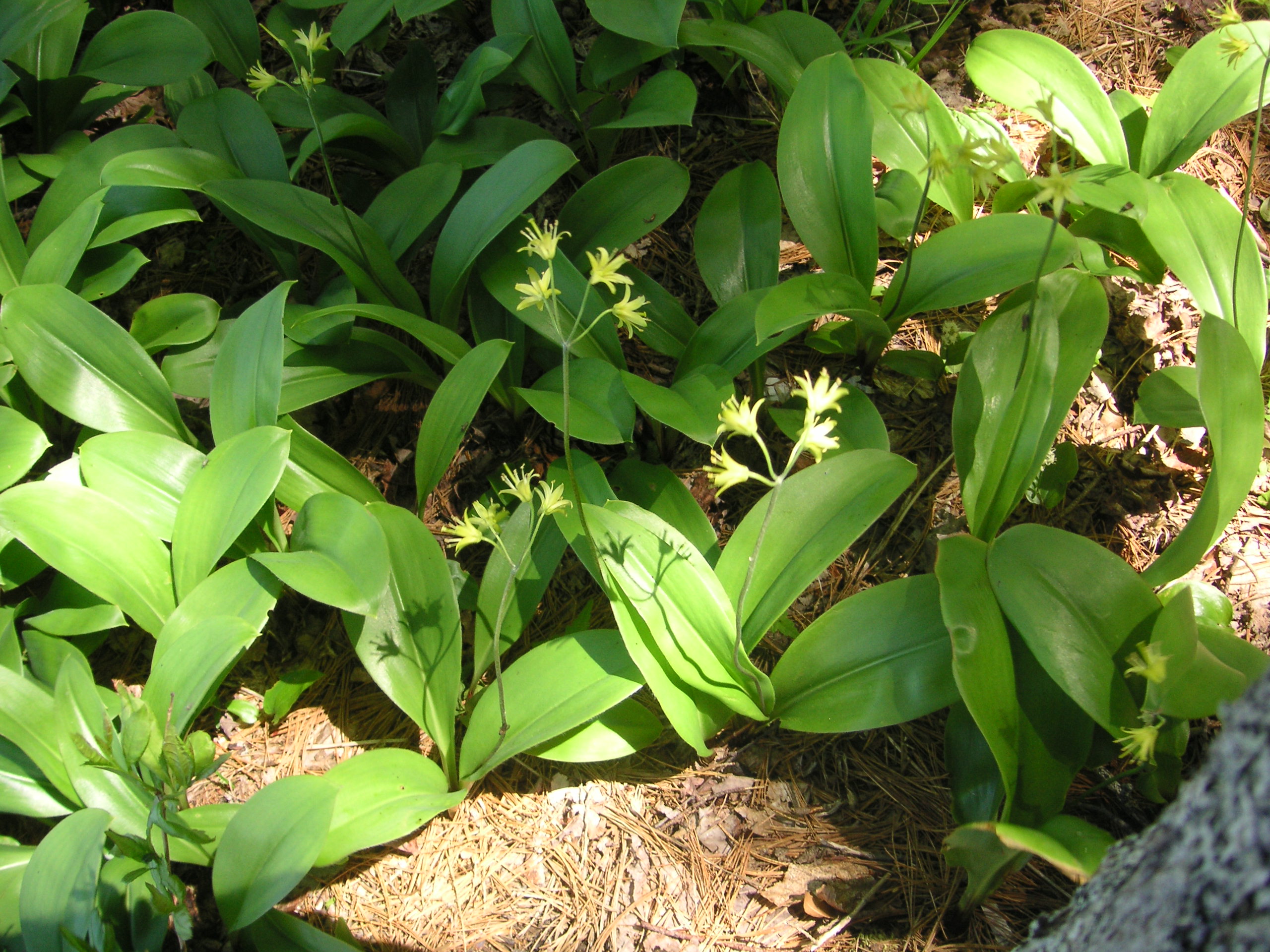 Clintonia
